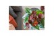 Anthurium andr. essencia 