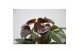 Anthurium andr. essencia 