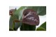 Anthurium andr. essencia 