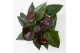 Anthurium andr. essencia 