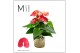 Anthurium andr. karma red Agua di Karma | Melkbus 