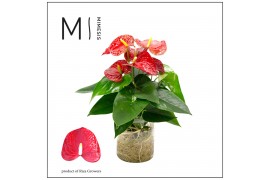 Anthurium andr. karma red Agua di Karma | Melkbus