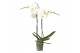 Phalaenopsis anthura madrid Funda P12 White 2 spike 18 bl. 2 tak/plnt 