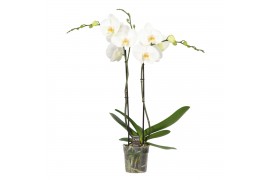 Phalaenopsis anthura madrid Funda P12 White 2 spike 18 bl. 2 tak/plnt