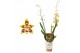 Vuylstekeara cambria plush Cambria Remember Burkhard Holm 2 tak 12 cm 