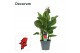 Canna island kreta decorum 