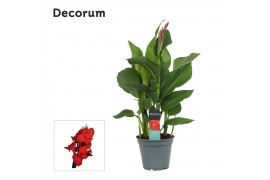 Canna island kreta decorum