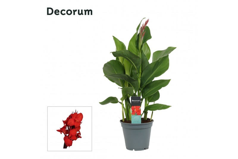Canna island kreta decorum 