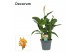 Canna island tenerife decorum 