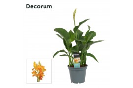 Canna island tenerife decorum