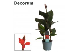 Canna pacific beauty atlantic beauty decorum