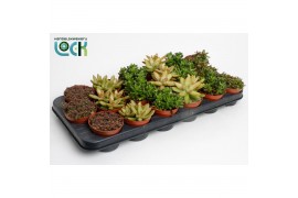 Sedum mix