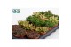 Sedum mix 