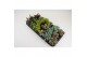 Sedum mix 