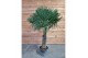Trachycarpus fortunei 60 cm cm stam 