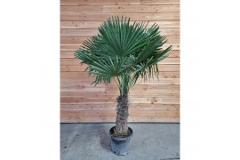 Trachycarpus fortunei 60 cm cm stam