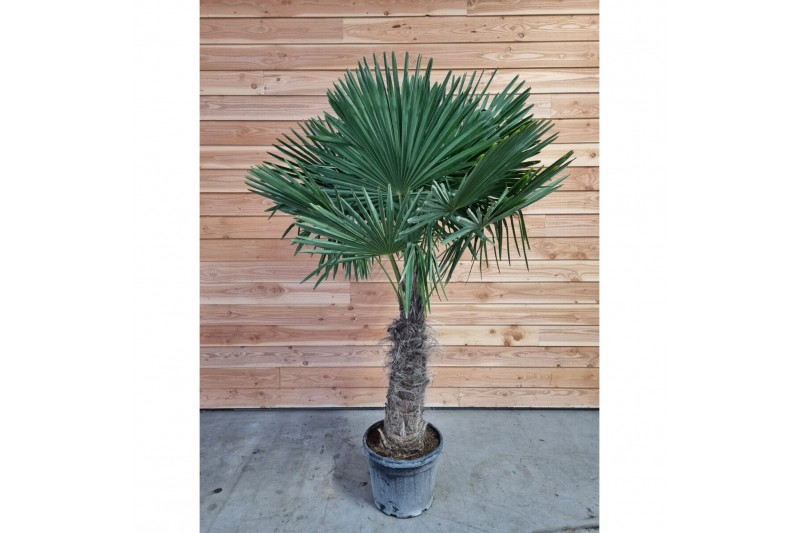 Trachycarpus fortunei 60 cm cm stam 