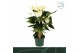 Anthurium andr. samora 5 bloem 