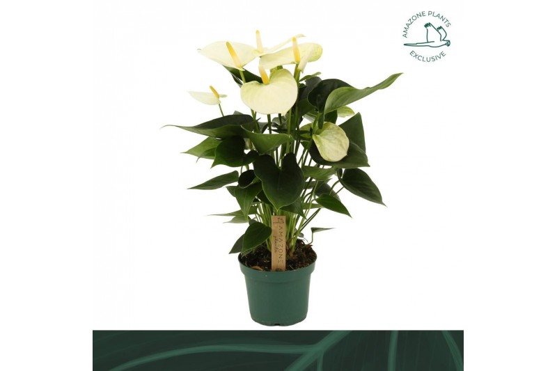 Anthurium andr. samora 5 bloem 