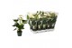 Anthurium andr. samora 5 bloem 
