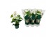Anthurium andr. samora 5 bloem 