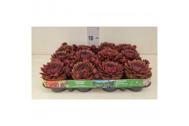 Sempervivum Victoria