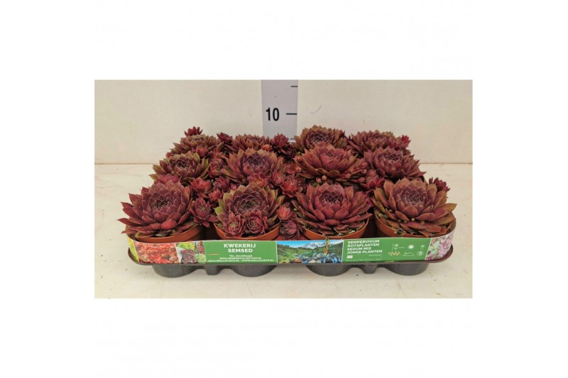 Sempervivum Victoria 