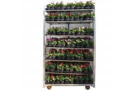 Pelargonium peltatum mix - Mix CC, Kleur per Laag