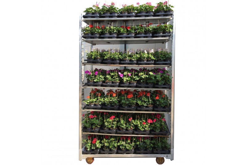 Pelargonium peltatum mix - Mix CC, Kleur per Laag Pelargonium peltatum mix - Mix CC, Kleur per Laag