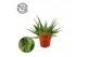 Aloe spider 