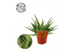 Aloe spider