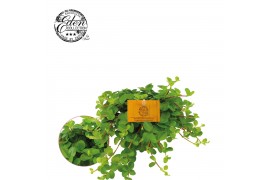 Peperomia rotundifolia rondo venetiano