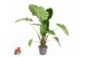 Alocasia portodora 