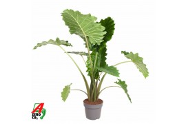 Alocasia portodora