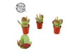 Kalanchoe thyrsiflora