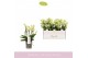Phalaenopsis multiflora geel 3-5 tak boquetto sensation 