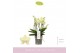 Phalaenopsis multiflora geel 3-5 tak boquetto sensation 