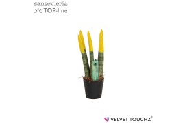 Sansevieria velvet touchz geel