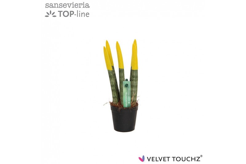 Sansevieria velvet touchz geel 