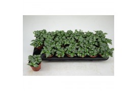 Fittonia mosaic marble green