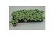 Fittonia white anne 