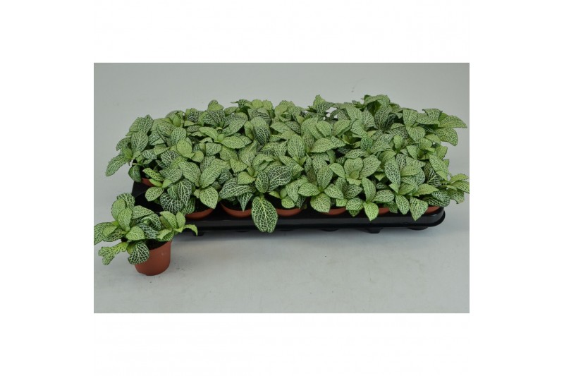 Fittonia white anne 