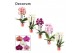 Phalaenopsis mix Phalaenopsis cascade 2 tak mix (Decorum) 14 bl. 2 tak 