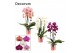 Phalaenopsis mix Phalaenopsis cascade 2 tak mix (Decorum) 14 bl. 2 tak 