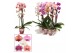 Phalaenopsis mix Phalaenopsis cascade 2 tak mix (Scenza) 14 bl. 2 tak/ 