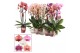 Phalaenopsis mix Phalaenopsis cascade 2 tak mix (Scenza) 14 bl. 2 tak/ 