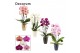Phalaenopsis mix Phalaenopsis cascade 2 tak mix in Carly (Neo Architec 