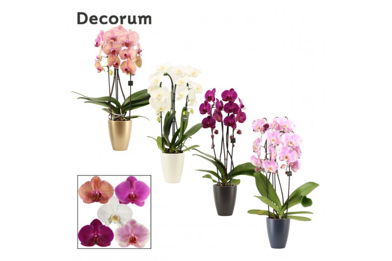Phalaenopsis mix Phalaenopsis cascade 2 tak mix in Carly (Neo Architec Phalaenopsis mix Phalaenopsis cascade 2 tak mix in Carly (Neo Architec