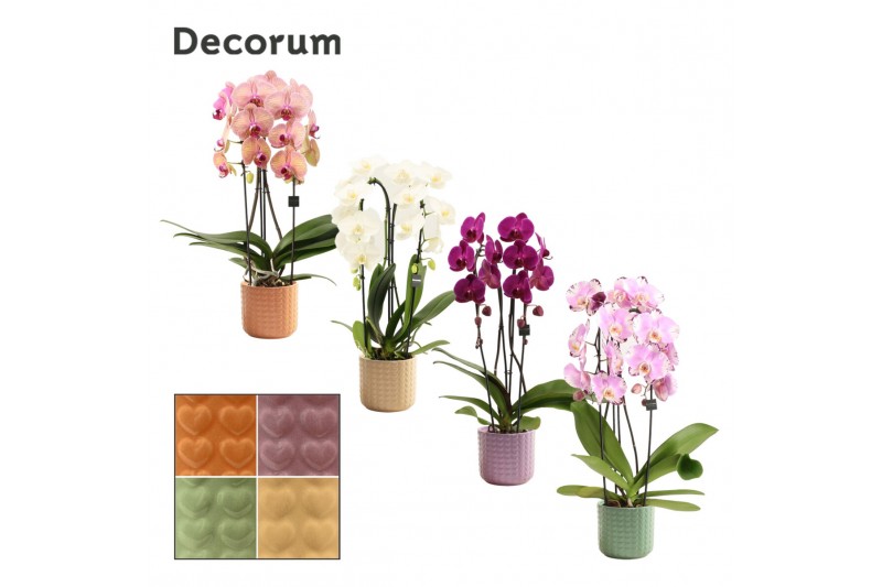 Phalaenopsis mix Phalaenopsis cascade 2 tak mix in Kaya (Craft world-c Phalaenopsis mix Phalaenopsis cascade 2 tak mix in Kaya (Craft world-c