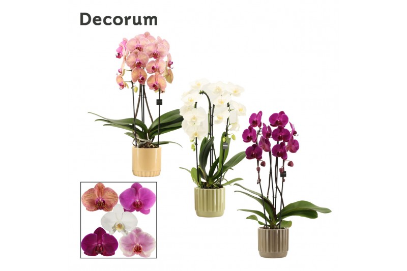 Phalaenopsis mix Phalaenopsis cascade 2 tak mix in Liam (Nature world Phalaenopsis mix Phalaenopsis cascade 2 tak mix in Liam (Nature world